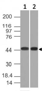 Western blot analysis of K562 and HEK293 cell lysates using Anti-NAPSIN A Antibody [NAPSA/1239]