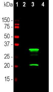 Anti-mCherry Mouse Monoclonal Antibody [clone: 5A6]