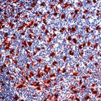 Anti-CD68 Mouse Monoclonal Antibody [clone: SPM281]