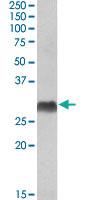 Anti-HLA-DQA2 Goat Polyclonal Antibody