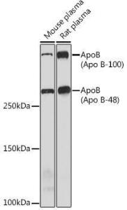 Western blot analysis of extracts of various cell lines, using Anti-Apolipoprotein B Antibody [ARC0920] (A308472) at 1:1,000 dilution