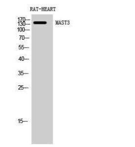 Western blot analysis of rat HEART cells using Anti-MAST3 Antibody