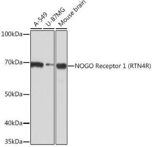 Western blot analysis of extracts of various cell lines, using Anti-Nogo Receptor Antibody [ARC0872] (A308473) at 1:1,000 dilution