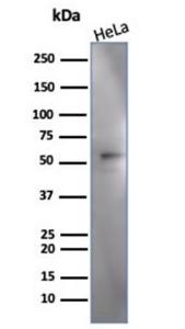 Western blot analysis of HeLa cell line lysate using Anti-IRF3 Antibody [PCRP-IRF3-3B2]