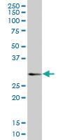 Anti-CD160 Mouse Polyclonal Antibody