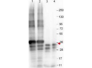 Anti-NAG-1 N-terminal 100 µg