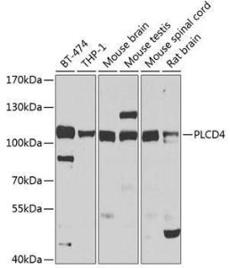 Antibody anti-PLCD4 100 µl