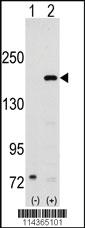 Anti-OCLN Rabbit Polyclonal Antibody