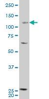 Anti-RBP3 Mouse Polyclonal Antibody