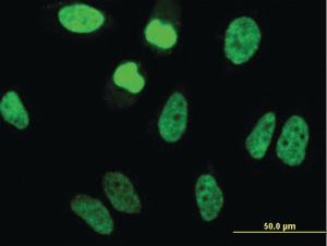 Anti-TAF11 Mouse Monoclonal Antibody [clone: 3E7]