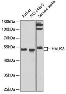 Anti-NYS48 Antibody (A10238)