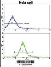 Anti-NANOS1 Rabbit Polyclonal Antibody