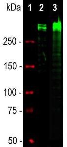 Western blot analysis of equal amounts of cell lysates using Anti-Ki67 Antibody (1:2,000/green)