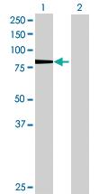 Anti-KIF3A Mouse Polyclonal Antibody