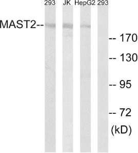 Western blot analysis of lysates from Jurkat, 293, and HepG2 cells using Anti-MAST2 Antibody The right hand lane represents a negative control, where the antibody is blocked by the immunising peptide