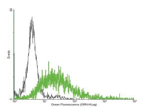 Anti-ROM1 Mouse Polyclonal Antibody