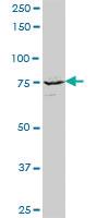 Anti-KIF3A Mouse Polyclonal Antibody