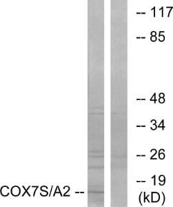 Western blot analysis of lysates from rat heart cells using Anti-COX7S + COX7A2 Antibody. The right hand lane represents a negative control, where the antibody is blocked by the immunising peptide