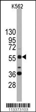 Anti-SOX9 Rabbit Polyclonal Antibody