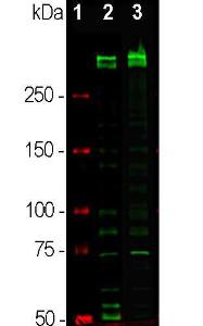 Western blot analysis of equal amounts of cell lysates using Anti-Ki67 Antibody (1:2000 / green): [1] protein standard (red), [2] rapidly dividing HeLa cell cultures, [3] rapidly dividing HEK293 cell cultures