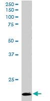 Anti-TBPL1 Goat Polyclonal Antibody