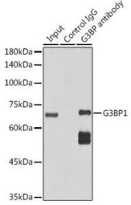 Immunoprecipitation analysis of 300 µg extracts of HeLa cells using 3 µg of Anti-G3BP Antibody [ARC0875] (A305824). This Western blot was performed on the immunoprecipitate using Anti-G3BP Antibody [ARC0875] (A305824) at a dilution of 1:1000