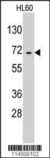 Anti-SFPQ Rabbit Polyclonal Antibody