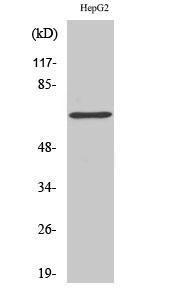 Western blot analysis of various cells using Anti-DDX5 Antibody