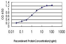 Anti-TAF11 Mouse Monoclonal Antibody [clone: 3E7]