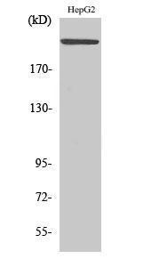 Western blot analysis of various cells using Anti-MAST2 Antibody