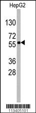 Anti-SOX9 Rabbit Polyclonal Antibody