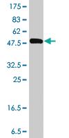 Anti-F2 Mouse Polyclonal Antibody