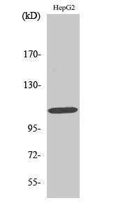 Western blot analysis of various cells using Anti-Retinoblastoma Antibody