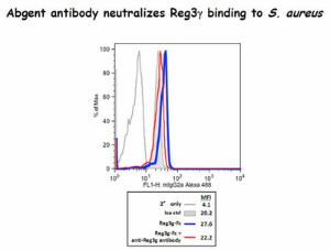 Anti-REG3G Rabbit Polyclonal Antibody (AP (Alkaline Phosphatase))