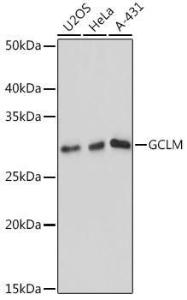 Western blot analysis of extracts of various cell lines, using Anti-GCLM Antibody [ARC0597] (A81176) at 1:1,000 dilution