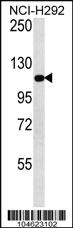 Anti-GRM3 Rabbit Polyclonal Antibody