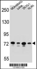 Anti-PCDHB15 Rabbit Polyclonal Antibody (Biotin)