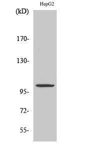 Western blot analysis of various cells using Anti-ZZZ3 Antibody