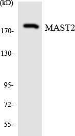 Western blot analysis of the lysates from K562 cells using Anti-MAST2 Antibody