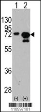 Anti-HSPA1A/HSPA1B Rabbit Polyclonal Antibody