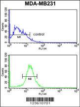 Anti-NKX3-1 Rabbit Polyclonal Antibody (HRP (Horseradish Peroxidase))