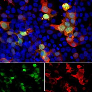 Immunofluorescent analysis of transfected HEK293 cells with a GFP-construct in green stained with Anti-GFP Antibody (1:5,000/red)