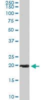 Anti-ARL6IP5 Goat Polyclonal Antibody