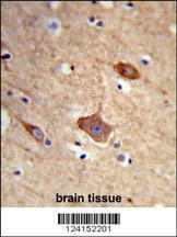 Anti-NXPH1 Rabbit Polyclonal Antibody (FITC (Fluorescein Isothiocyanate))