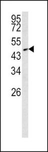 Anti-SMAD2 Rabbit Polyclonal Antibody