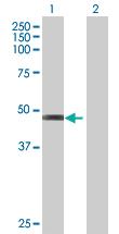 Anti-RORB Mouse Polyclonal Antibody