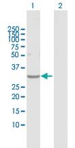 Anti-ESD Rabbit Polyclonal Antibody