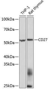 Western blot analysis of extracts of various cell lines, using Anti-CD27 Antibody [ARC0625] (A81178) at 1:1,000 dilution