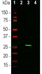 Western blot analysis of HEK293 cell lysates using Anti-GFP Antibody (1:1,000/green): [1] protein standard, [2] non-transfected control cells, [3] cells transfected with a GFP construct and [4] cells transfected with an mCherry construct