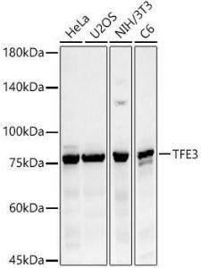 Western blot analysis of variou